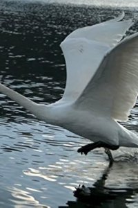 Life in the Air – S01E02 – Masters of the Sky