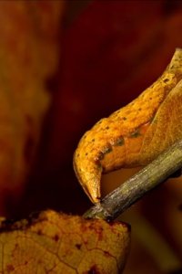 Earth’s Greatest Spectacles – S01E01 – New England