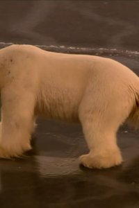Earth’s Greatest Spectacles – S01E02 – Svalbard