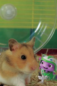 Floogals – S01E49 – Project: Hamster