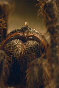 Patagonia: Earth’s Secret Paradise – S01E02 – Heat and Dust
