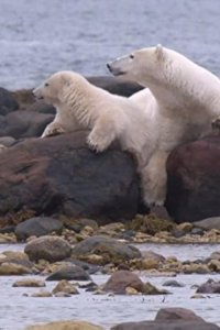 Polar Bear Town – S01E03 – Someone to Watch Over Me