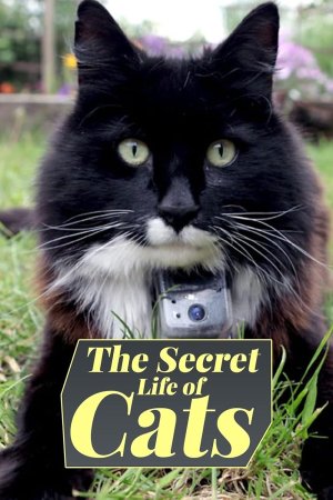 The Secret Life of Cats