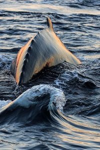 Atlantic: The Wildest Ocean on Earth – S01E01 – Life Stream