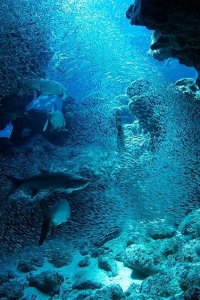 Atlantic: The Wildest Ocean on Earth – S01E03 – From Heaven to Hell