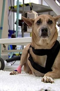 The Supervet – S01E02 – Rufus, Dixie and Daphne