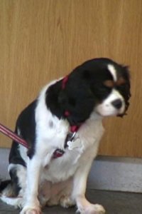 The Supervet – S01E04 – Pixie and Ellie