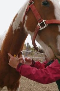 Dr. Oakley, Yukon Vet – S01E02 – One Angry Muskox