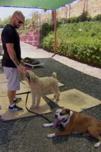 Cesar 911 – S01E03 – Dog Fight