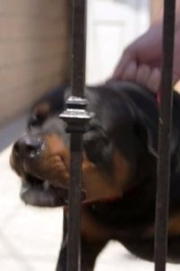 Cesar 911 – S01E04 – Attack Dogs