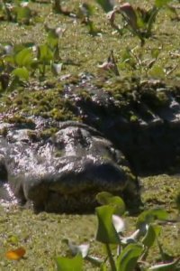 Buying the Bayou – S02E09 – Redneck Riviera