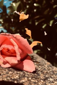 Upper Middle Bogan – S01E01 – I’m a Swan