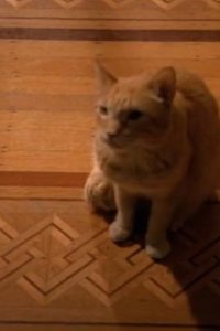 Early Edition – S01E19 – The Cat