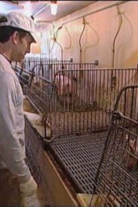Dirty Jobs – S01E03 – Pig Farmer