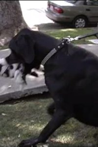 Dog Whisperer with Cesar Millan – S01E01 – Nunu and Kane