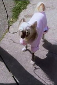 Dog Whisperer with Cesar Millan – S01E02 – Opie and Flirt