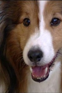 Dog Whisperer with Cesar Millan – S01E03 – Ruby and Rana