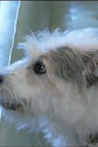 Dog Whisperer with Cesar Millan – S01E07 – Slick and Pepper