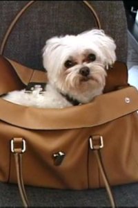 Dog Whisperer with Cesar Millan – S01E10 – Bubba and Garret