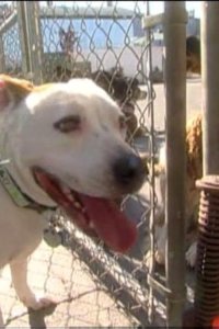 Dog Whisperer with Cesar Millan – S01E11 – Emily
