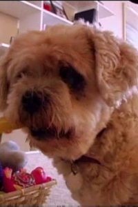 Dog Whisperer with Cesar Millan – S01E13 – Sasha and Shep