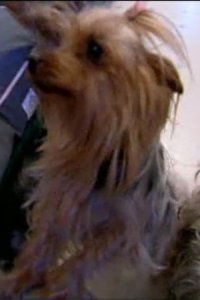 Dog Whisperer with Cesar Millan – S01E15 – Scrawny and Lola