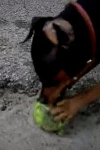 Dog Whisperer with Cesar Millan – S01E17 – Caper and Julius