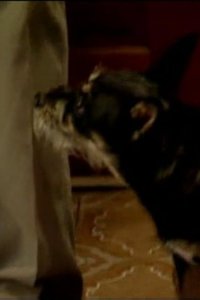Dog Whisperer with Cesar Millan – S01E18 – Bella and Jordan