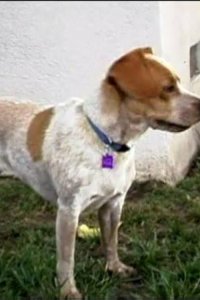 Dog Whisperer with Cesar Millan – S01E24 – Lucy and Lizzie