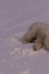 Planet Earth – S01E01 – From Pole to Pole
