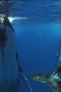 Planet Earth – S01E09 – Shallow Seas