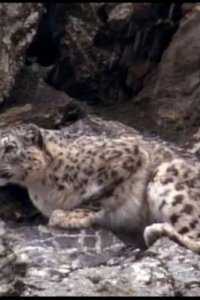 Planet Earth – S01E10 – Seasonal Forests