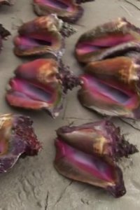 Bizarre Foods with Andrew Zimmern – S01E07 – Trinidad and Tobago