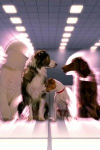 Pushing Daisies – S01E06 – Bitches