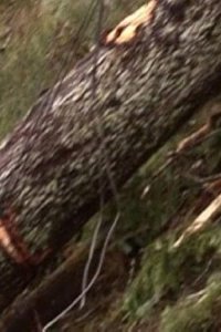 Ax Men – S01E11 – Storm of the Century