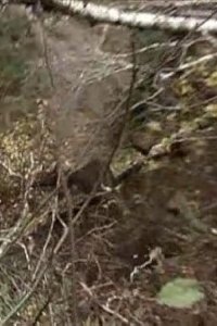 Ax Men – S01E12 – The Toughest Season