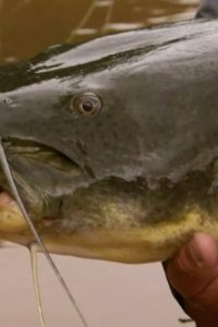 River Monsters – S01E06 – Amazon Flesh Eaters