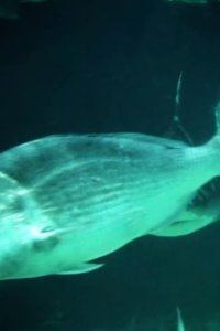 River Monsters – S01E07 – Freshwater Shark