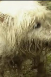 Teletubbies – S01E45 – Dirty Dog