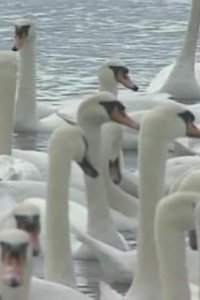 Teletubbies – S01E60 – Swans