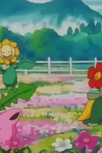 Pokémon – S04E21 – Popocco! Grass Pokémon Battle!!