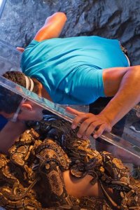 Fear Factor – S07E04 – Snake Bite