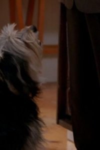 Monk – S08E11 – Mr. Monk and the Dog