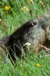 The Life of Mammals – S2002E04 – Chisellers