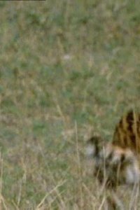 The Life of Mammals – S2002E05 – Meat Eaters