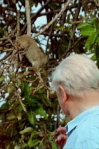 The Life of Mammals – S2003E08 – Life in the Trees