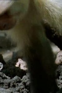 The Life of Mammals – S2003E09 – The Social Climbers