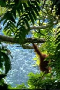 The Life of Mammals – S2003E10 – Food for Thought