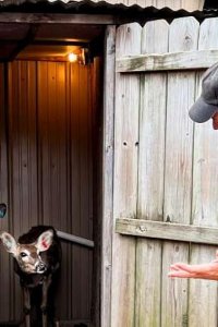 Dirty Jobs – S10E06 – Deer Urine Farmer/Necropsy