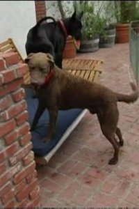 Dog Whisperer with Cesar Millan – S01E04 – Boomer and Josh